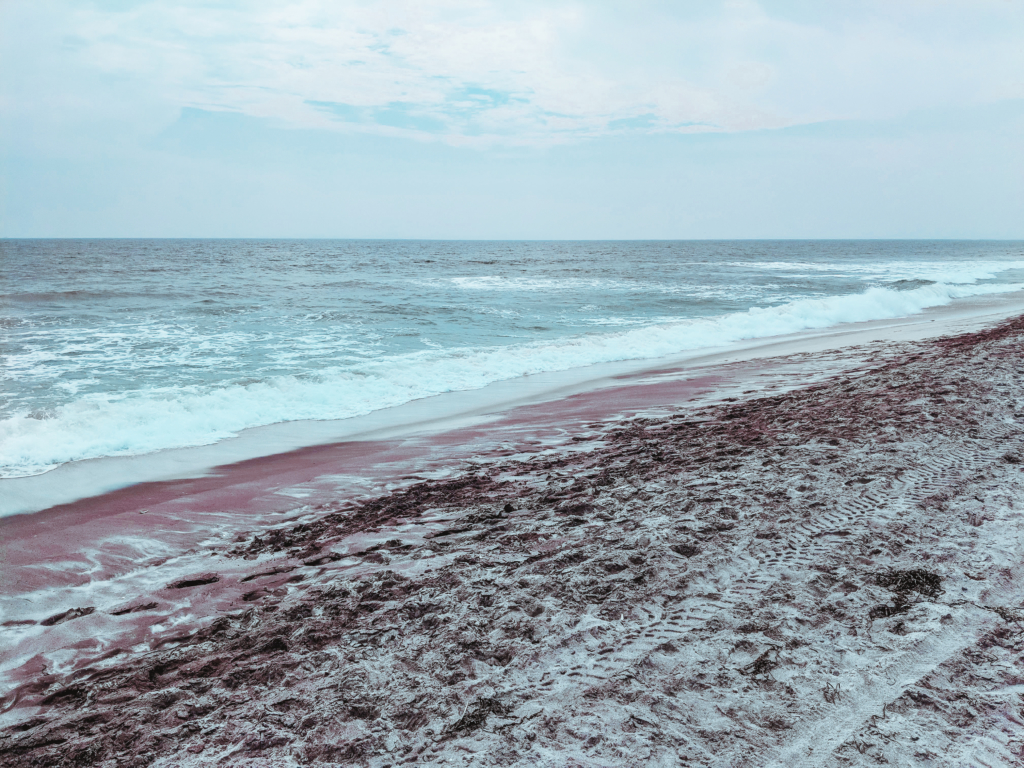 What To Do On Fire Island: Sunken Forest, Sailors Haven Fire Island Sunken Forest Sailors Haven Long Island Summer Travel Guide What to Do Beach food Surf-1-6