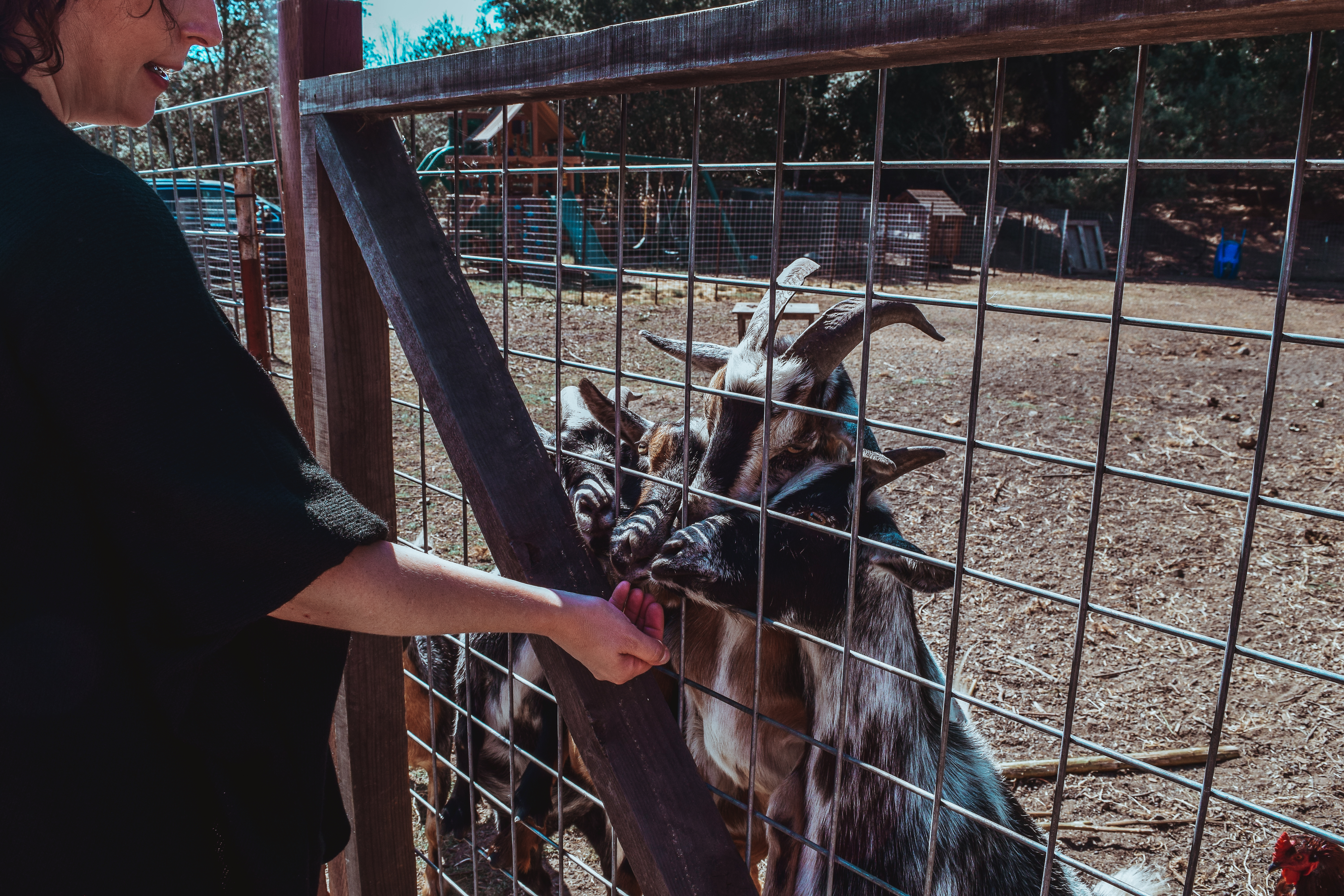 Seduced by a Black Label at Sinegal Estate, Napa Valley Sinegal Estate Winery St. Helena Napa Valley Travel Guide California Road trip SVADORE travel blog-1-2