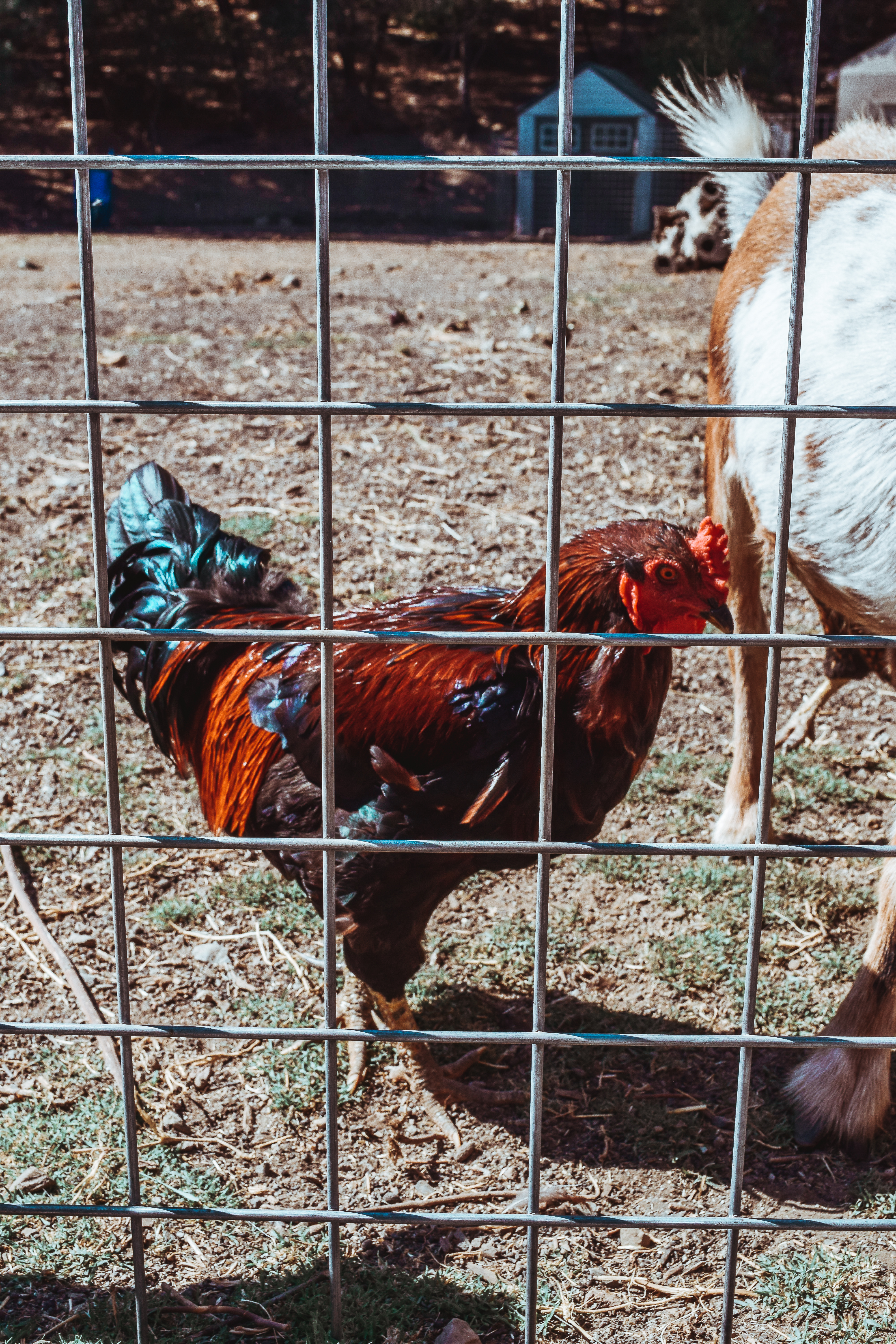 Seduced by a Black Label at Sinegal Estate, Napa Valley Sinegal Estate Winery St. Helena Napa Valley Travel Guide California Road trip SVADORE travel blog-1-2