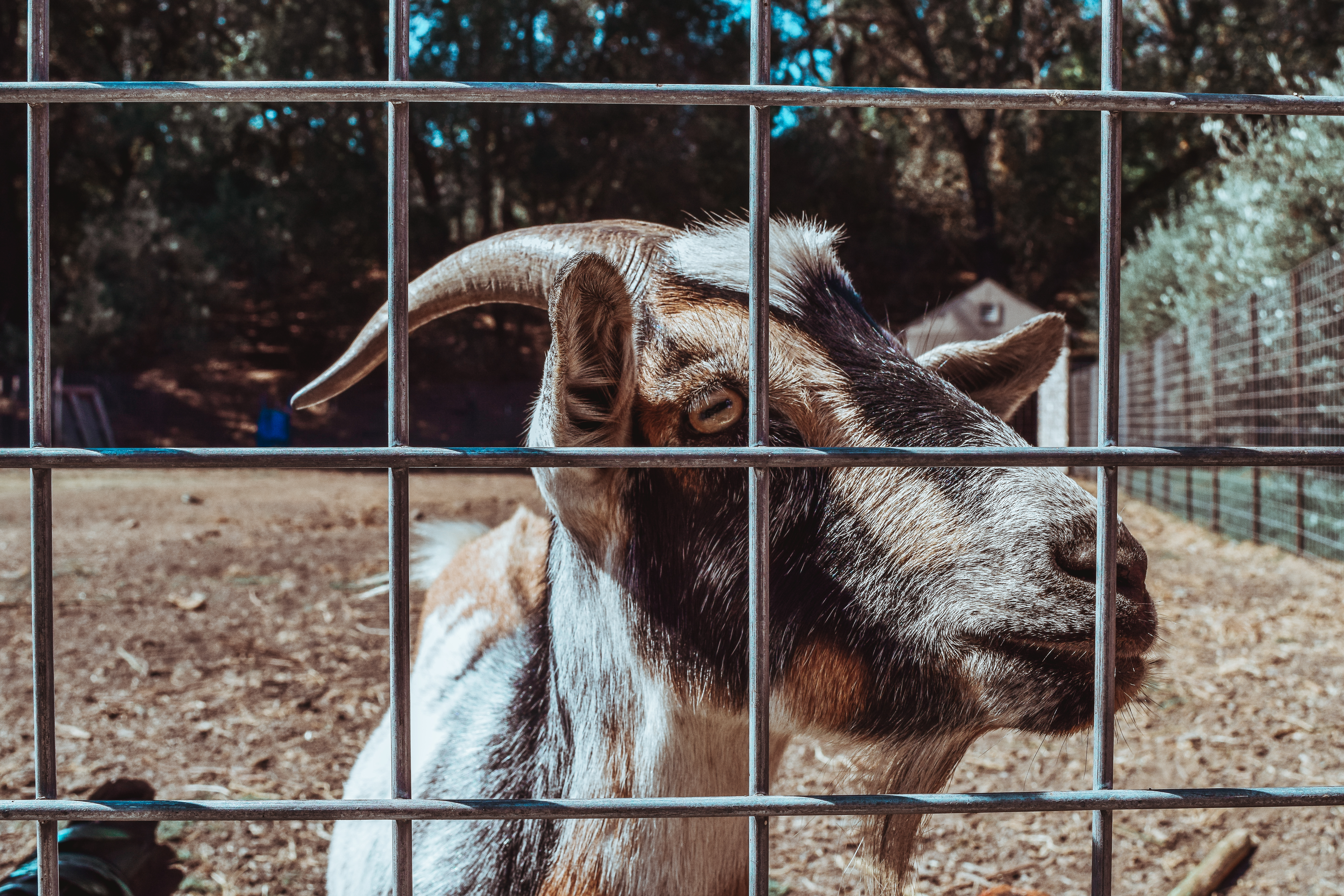 Seduced by a Black Label at Sinegal Estate, Napa Valley Sinegal Estate Winery St. Helena Napa Valley Travel Guide California Road trip SVADORE travel blog-1-2