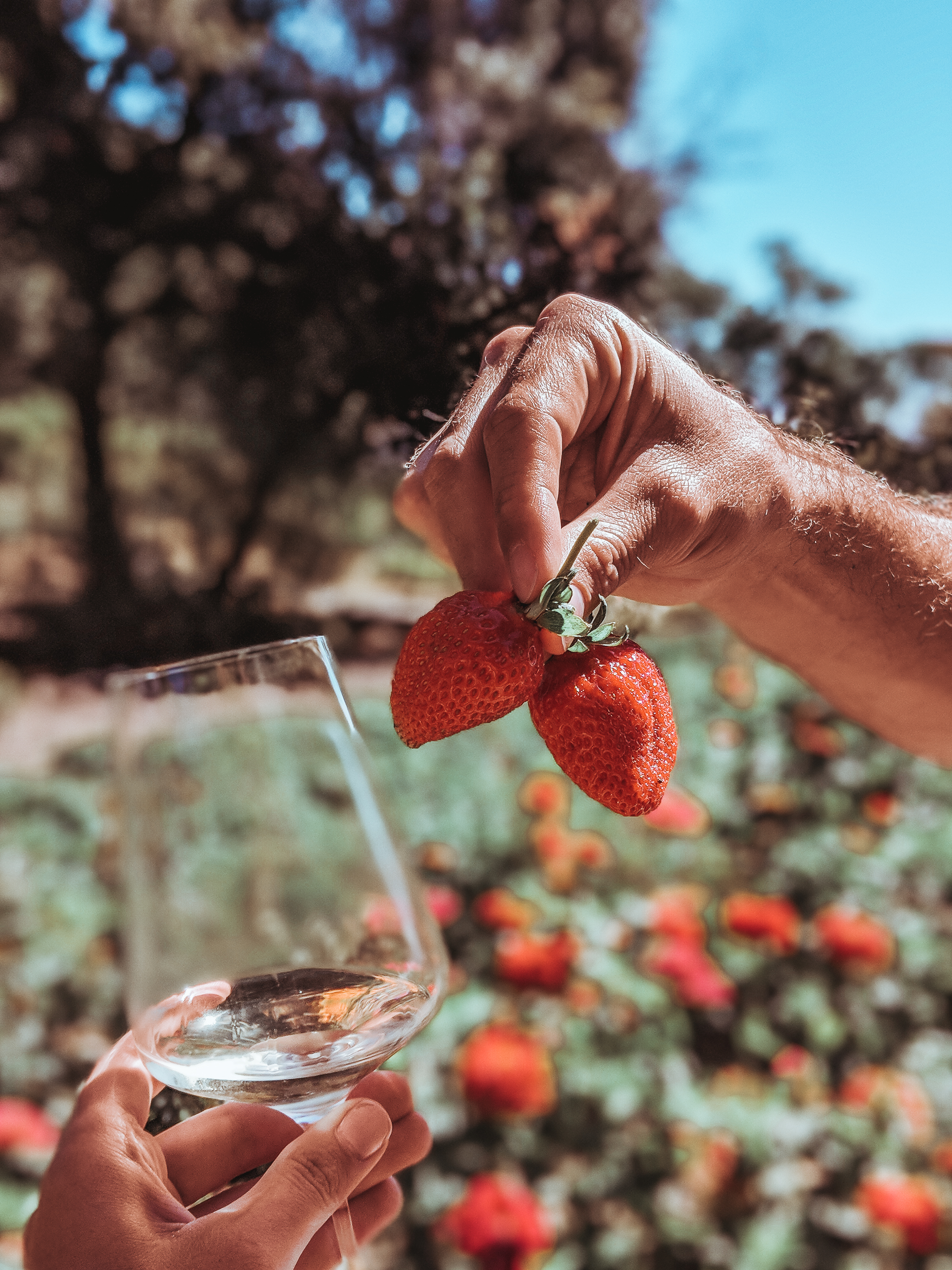 Seduced by a Black Label at Sinegal Estate, Napa Valley Sinegal Estate Winery St. Helena Napa Valley Travel Guide California Road trip SVADORE travel blog-1-2