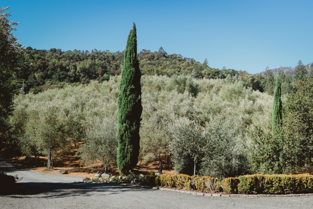 Caspar Estate & Cultivar Offer A Well-Rounded Taste of Napa Valley caspar estate winery Napa Valley Travel Guide California Road trip SVADORE travel blog-1-2-1