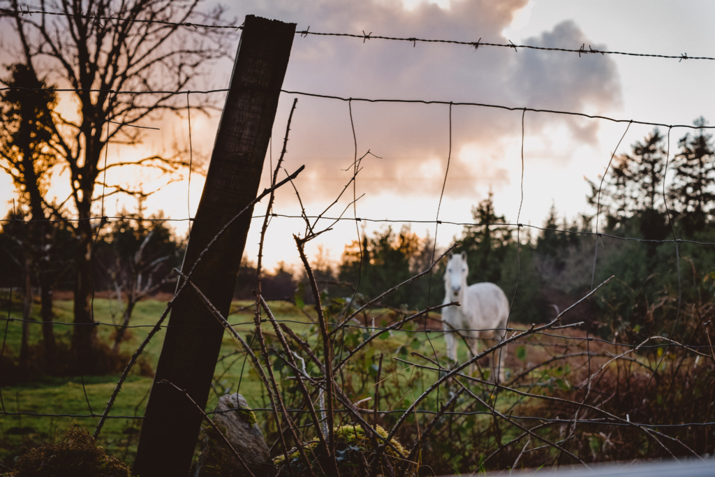 Stay at a Castle in Ireland: Ballynahinch Castle