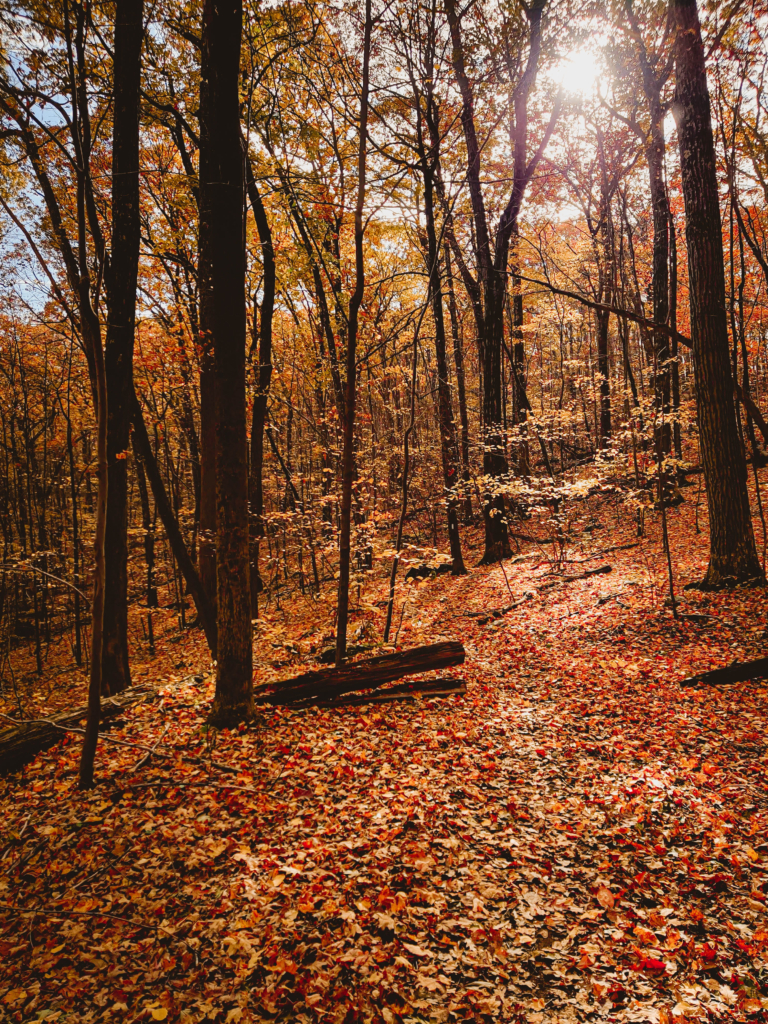 Best Hike for Fall Foliage in CT: Macedonia Brook State Park
