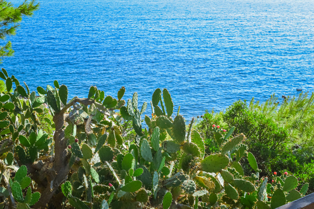 Best Walks in Hvar: Hike Robinson Trail croatia hvar town hvar svadore travel blog fig