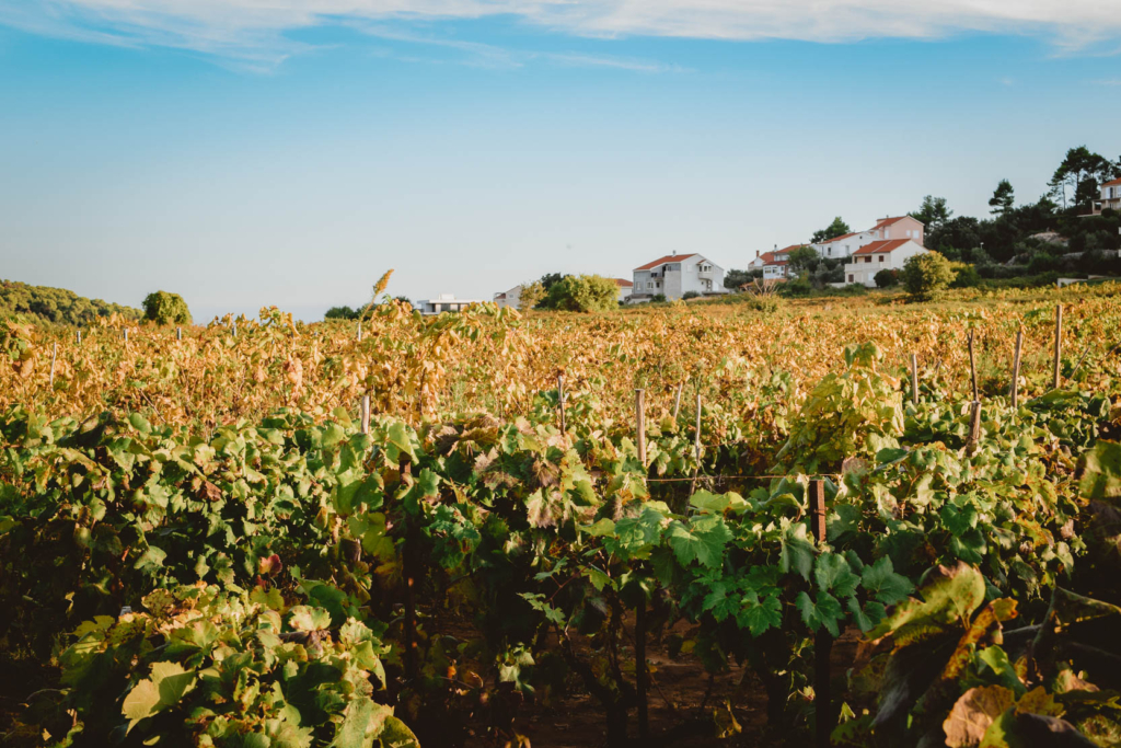Things to Do on Korcula, Croatia: Bike the Lumbarda Vineyards winery bire winery zure winery grk winery wine tour cycle
