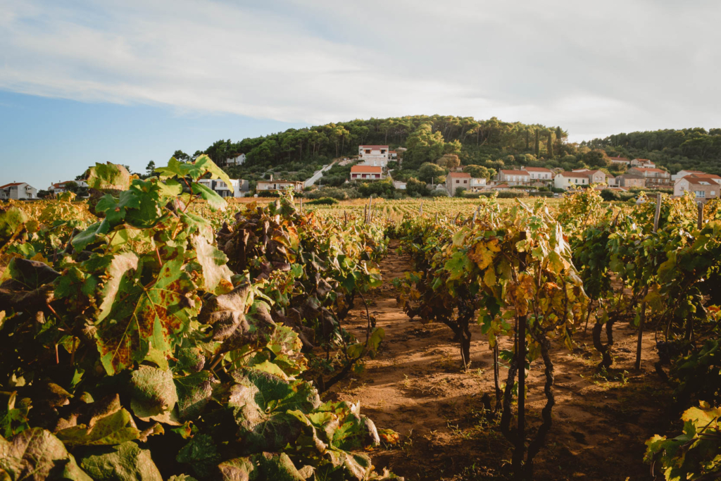 Things to Do on Korcula, Croatia: Bike the Lumbarda Vineyards winery bire winery zure winery grk winery wine tour cycle