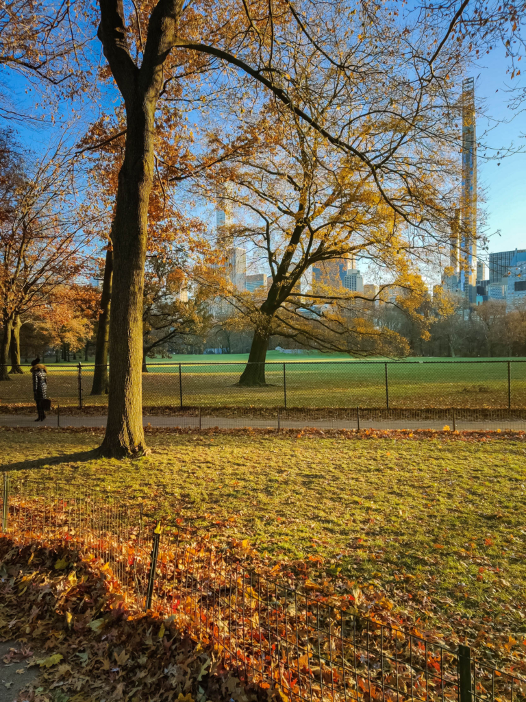 Things to Do in Central Park NYC: The Ultimate Guide! sheep meadow