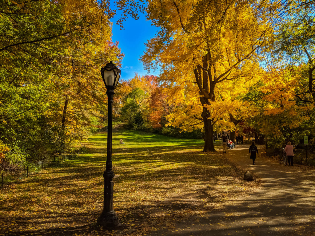 Things to Do in Central Park NYC: The Ultimate Guide! the ramble