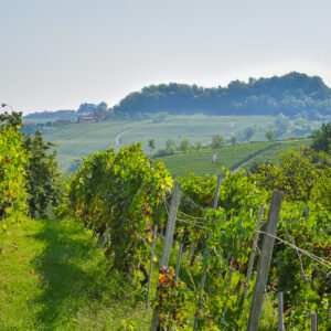 Visit Italy's Wine Villages: Barolo Wine Region A Day Trip to Langhe, Piemonte: An Alternative to Tuscany