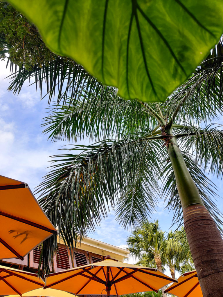 Where to Eat Breakfast and Brunch in St. Barth villa marie st. barth sibuet properties francois plantation pain perdu french waffles pastries avocado toast acai bowl foodie travel blog svadore