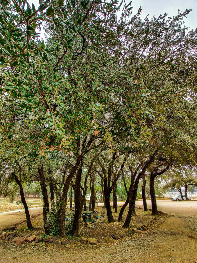 One Day in Texas Hill Country: Wineries & BBQ spicewood vineyards