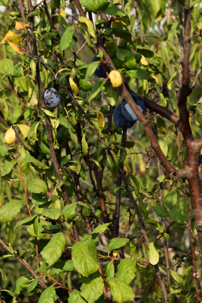 Trullo a ll’éra: Stay In A Trullo In Puglia, Italy where to stay in itria valley alberobello ceglie messapica svadore travel blog guide