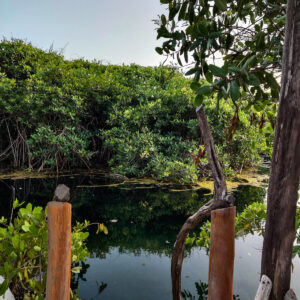 15 Restaurants in Tulum & Unique Foods To Try bula tulum kava and kratom What are Cenotes? Your Guide to the Yucatán Peninsula