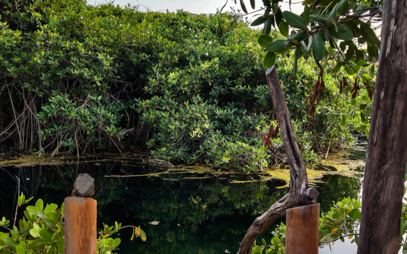 15 Restaurants in Tulum & Unique Foods To Try bula tulum kava and kratom What are Cenotes? Your Guide to the Yucatán Peninsula