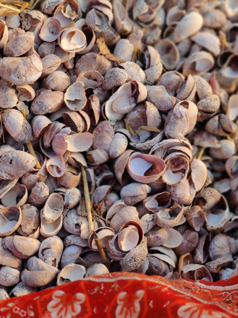 In Pictures: The Towns, Beaches & Nuances of Greenwich, CT In Pictures: The Towns, Beaches & Nuances of Greenwich, CT shell beach tods point