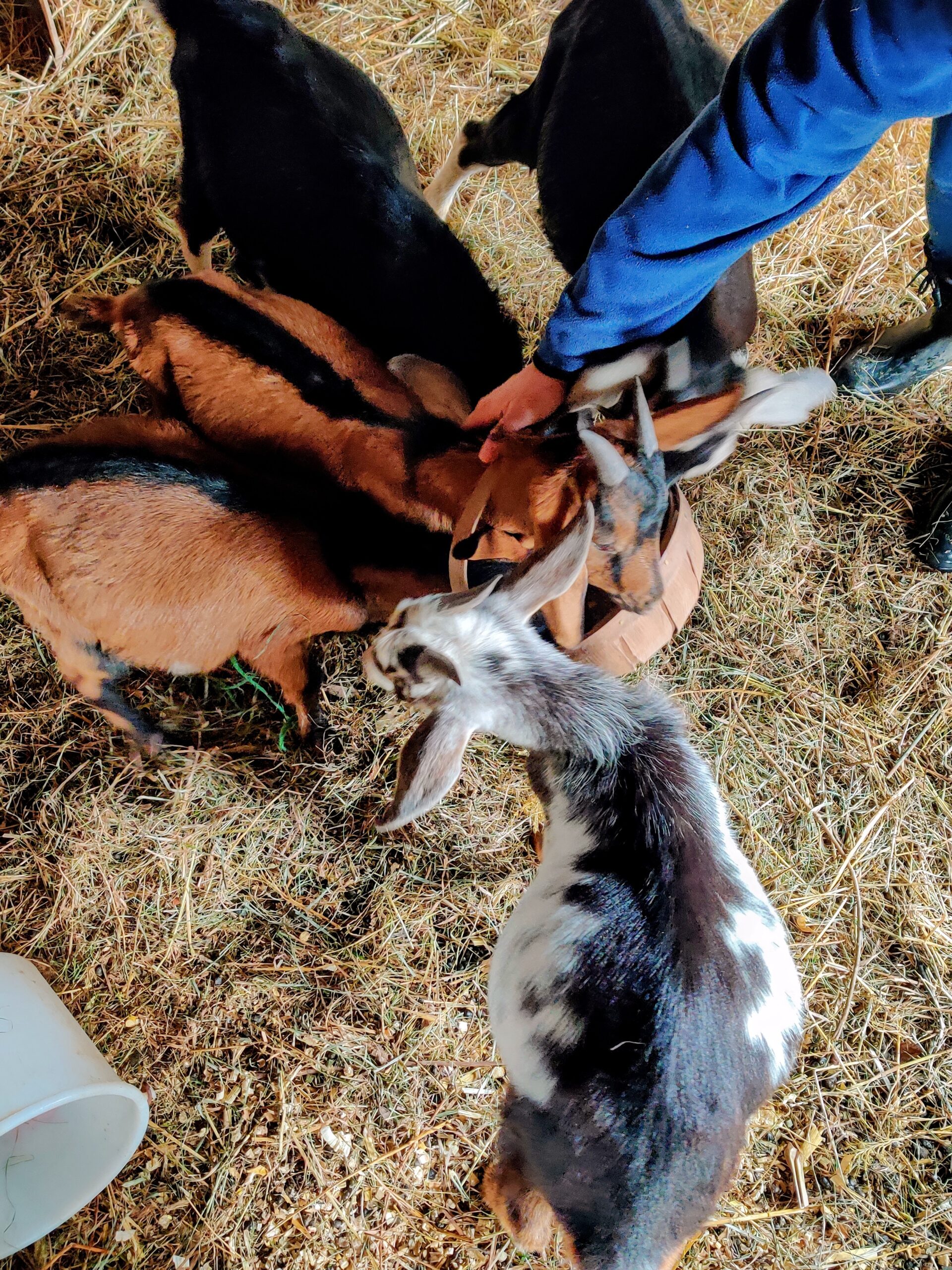 Vermont Farm Bed & Breakfast: Liberty Hill Farm & Inn in Rochester, VT Vermont Farm Bed & Breakfast: Liberty Hill Farm & Inn in Rochester, VT