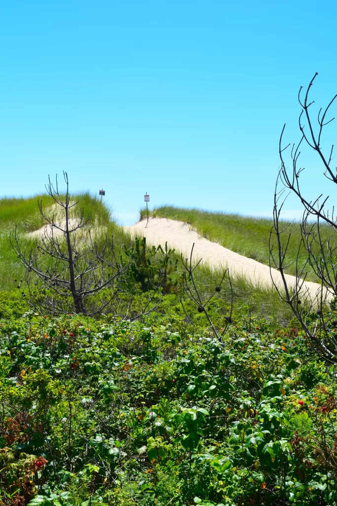 How to Spend 2-3 Days on Martha's Vineyard: A Long Weekend Itinerary