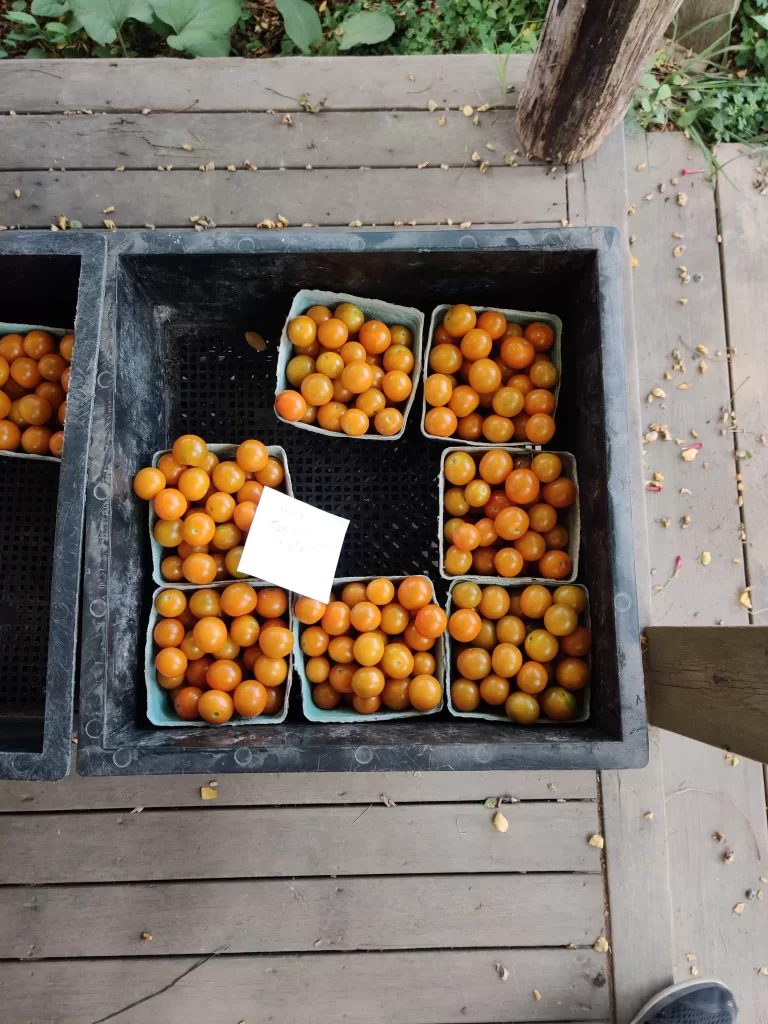 How to Spend 2-3 Days on Martha's Vineyard: A Long Weekend Itinerary mermaid farm