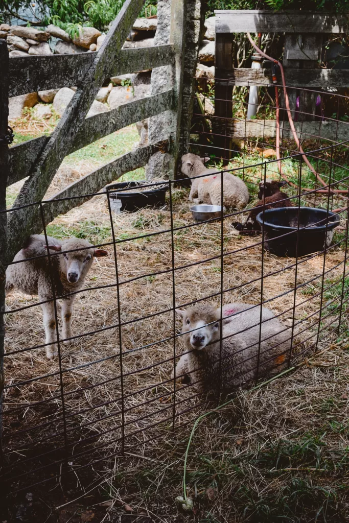 How to Spend 2-3 Days on Martha's Vineyard: A Long Weekend Itinerary allen sheep farm & wool