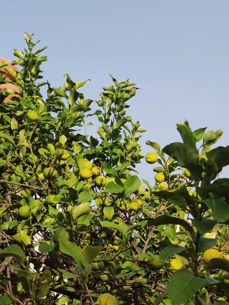 What to Do in Panarea, Sicily: A 2 Day Itinerary san pietro