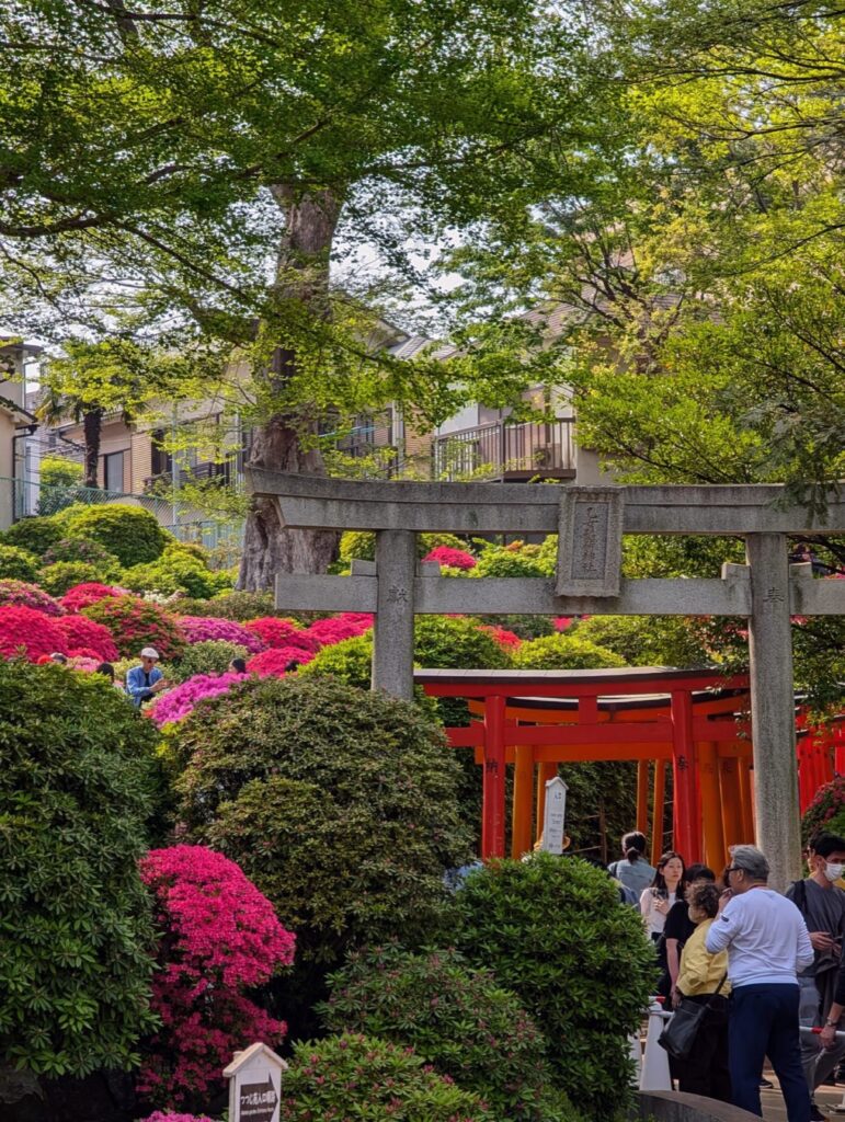 Vibrant vermillion torii gates winding through the hillside at Nezu Shrine, a quiet alternative to Kyoto during 4 days in Tokyo.