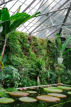Victoria Amazonica lily pads at Villa Taranto Botanical Gardens in Pallanza